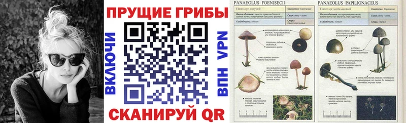 Псилоцибиновые грибы мухоморы  блэк спрут сайт  Жуков 